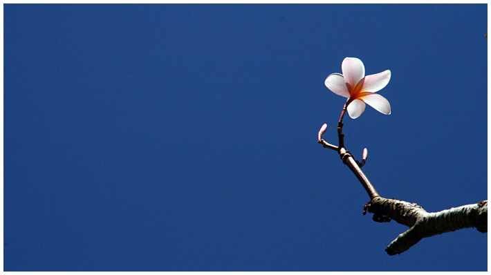 IMAGE: http://www.heartpatrick.com/200611apic/001.jpg