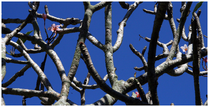 IMAGE: http://www.heartpatrick.com/200611apic/052.jpg