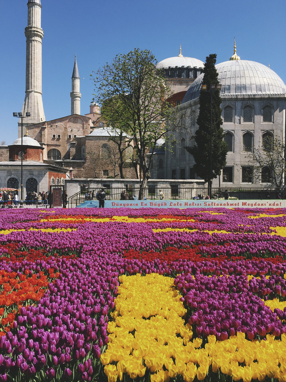 turkey tulips sultanahmed mosque