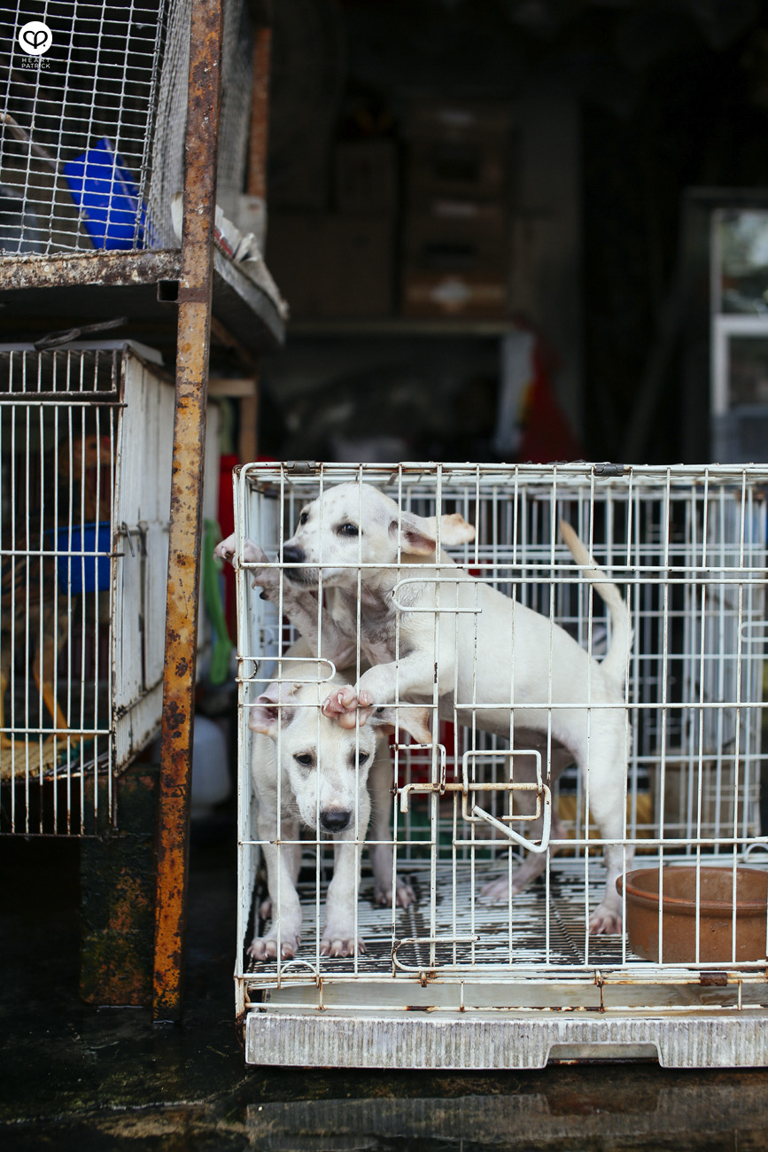 malacca melaka jonker urban heritage street photography puppies captivity